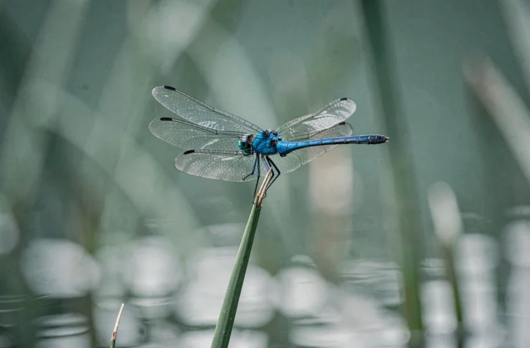 Libellule bleue perchée sur un roseau au bord d'un étang, symbole de transformation énergétique et spirituelle
